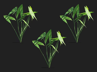 Aquatic Plants With Green Leaves And White Flowers In Clusters 3d model