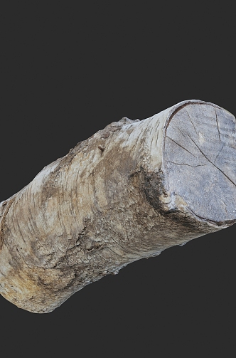 Wood wood trunk 3D scanning 3d model