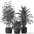 Indoor Decorative Potted Plants With Palm Tree And Lush Green Foliage In Planters