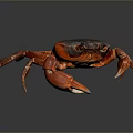 Vibrant Red Crab With Shiny Dark Shell On Dark Background Displaying Extended Legs And Claws 3d model