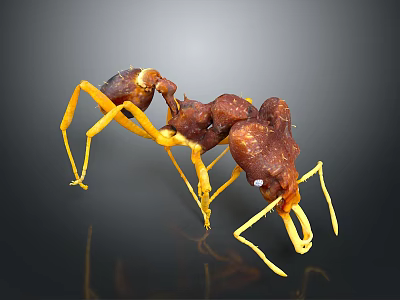 Detailed 3D Render of Brown Yellow Ant With Long Legs and Antennae on Black Background 3d model