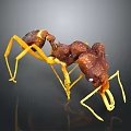 Detailed 3D Render of Brown Yellow Ant With Long Legs and Antennae on Black Background