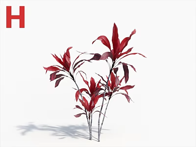 Group Of Vibrant Red Leaf Plants With Tall Stems On White Background 3d model