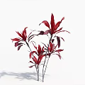 Group Of Vibrant Red Leaf Plants With Tall Stems On White Background
