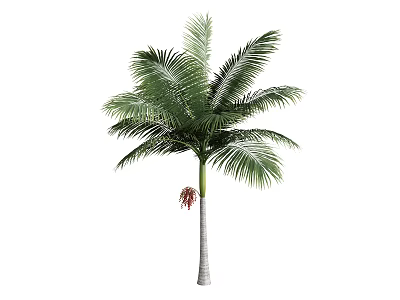 Tall Palm Tree With Green Fronds White Trunk And Red Fruit 3d model