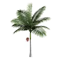 Tall Palm Tree With Green Fronds White Trunk And Red Fruit