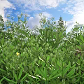 Lush Green Shrubs With White Small Flowers Against Blue Sky Background