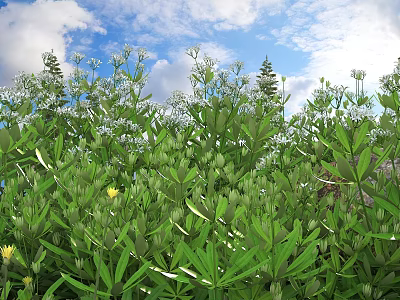 Lush Green Shrubs With White Small Flowers Against Blue Sky Background 3d model