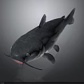 Realistic Gray Catfish With Whiskers Fins And White Eyes On Dark Background