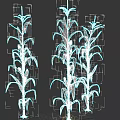 Healthy Corn Plants With Green Leaves And Tall Stalks In Agricultural Field