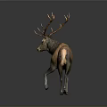 Brown Deer With Large Antlers Standing On Neutral Gray Background