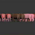 Various Colored Pigs Surrounding Small Central Pig In Circular Arrangement