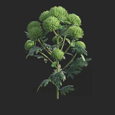 Lush Arbor With Green Flower Buds And Dense Foliage In Natural Environment 3d model