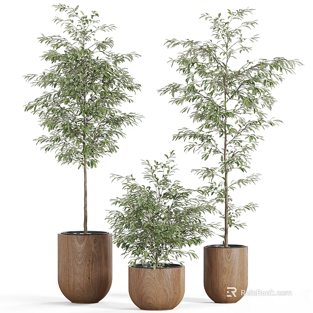 Bonsai Potted Plants with Green Leaves in Wooden Pots of Different Sizes for Indoor Decoration 3d model 