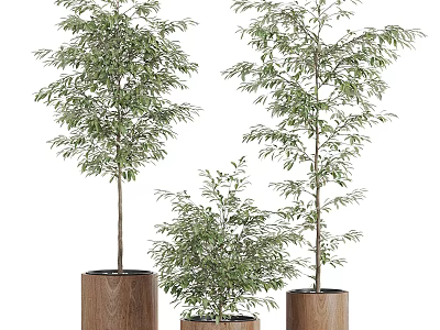 Bonsai Potted Plants with Green Leaves in Wooden Pots of Different Sizes for Indoor Decoration 3d model