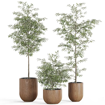 Bonsai Potted Plants with Green Leaves in Wooden Pots of Different Sizes for Indoor Decoration 3d model