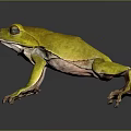 Frog Poison Frog Game Frog Reptile Cold Blooded Animal Reptile 3d model