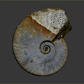 Natural Stone Ammonite Fossil Artwork With Wooden Accent And Detailed Texture