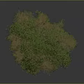Lush Green Plant with Dense Foliage and Healthy Bushes on Neutral Gray Background
