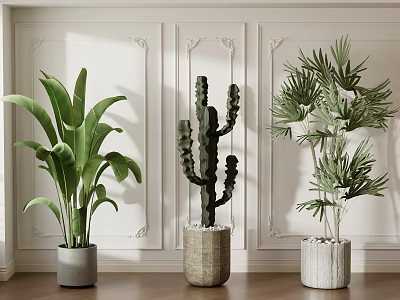 Indoor Potted Tropical Leaf Cactus Palm With Decorative Pots On White Paneled Walls Wooden Floor 3d model