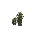 Lush Green Plants In Multiple Black Pots With Large Leaves And Bushy Foliage