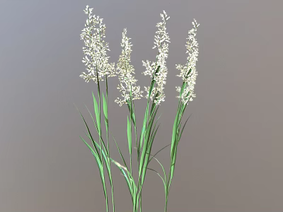 Fresh Herbaceous Plants With White Flowers Green Stems And Leaves 3d model
