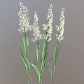 Fresh Herbaceous Plants With White Flowers Green Stems And Leaves