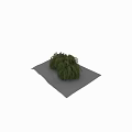 Lush Green Fern Plant Clusters As Garden Decor With Human Silhouette For Scale