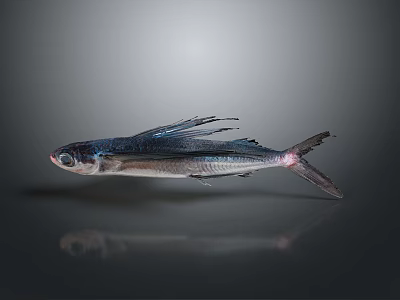 Flying Fish With Silver Body And Long Fins On Gray Background Showing Reflection 3d model