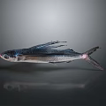 Flying Fish With Silver Body And Long Fins On Gray Background Showing Reflection 3d model