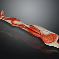 Detailed Leg Muscle Anatomical Structure 3D Model Display With Reflections 3d model