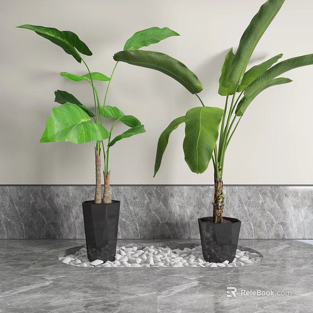 Large Leaf Potted Plants in Black Geometric Pots on White Pebbles Circular Tray 3d model 