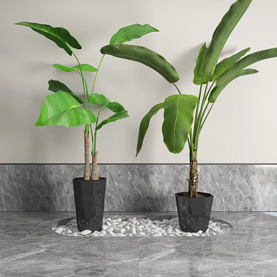 Large Leaf Potted Plants in Black Geometric Pots on White Pebbles Circular Tray 3d model