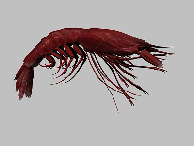 Red Aquatic Animal Shrimp with Visible Long Antennae and Segmented Body 3d model