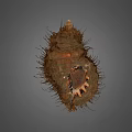 Decorative Shell Ornament Set With Natural Texture And Brown Exterior For Home