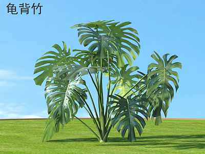 Lush Monstera Deliciosa Bamboo Plant With Large Perforated Leaves Growing In Open Green Field 3d model