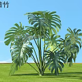 Lush Monstera Deliciosa Bamboo Plant With Large Perforated Leaves Growing In Open Green Field