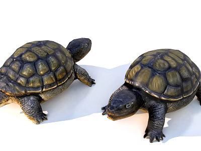 Two Green And Brown Aquatic Turtles With Patterned Shells Moving Slowly On White Surface 3d model