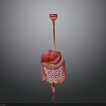 Human Organs And Hair Structure 3D Model Display With Liver Intestines And Teeth