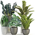 Varied Indoor Potted Plants In Gray Pots With Diverse Leaf Types For Home Decor