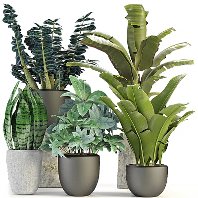 Varied Indoor Potted Plants In Gray Pots With Diverse Leaf Types For Home Decor 3d model