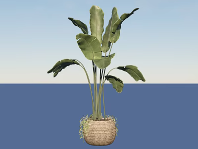 Potted Bonsai Plant With Large Green Leaves In Woven Basket For Indoor Decor 3d model