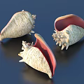 White and Red Conch Shell Decorative Ornament Set for Home Tabletop Decoration