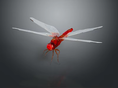 Red Dragonfly With Spread Transparent Wings On Dark Background Showing Natural Beauty 3d model