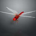 Red Dragonfly With Spread Transparent Wings On Dark Background Showing Natural Beauty