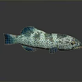Shiny Reflective Blue Green Spotted Fish With Decorative Look On Dark Surface