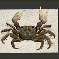 Detailed Red Clawed Crab with Brown Shell on White Display Board
