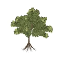 Lush Green Arbor With Dense Foliage And Strong Trunk In Natural Form