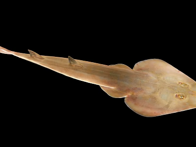 Light Brown Ray Fish With Flat Body And Long Tail Against Black Background 3d model
