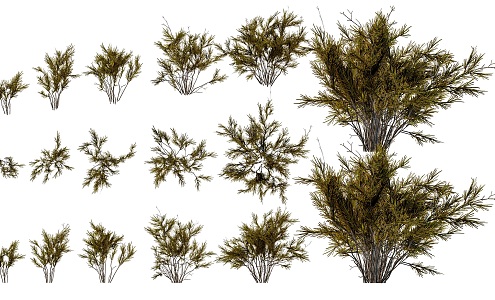 Modern Wild Mountain South African Black Tea South African Shrub Tea Green Plant Louis Bosco Tea Shrub Green Plant Black Tea Plant Shrub Hedge 3d model